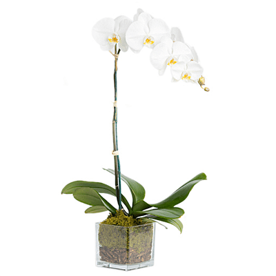 white phalaenopsis orchid in vase