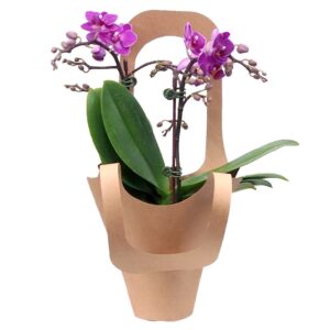 mini purple orchid
