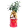 chinese new year plant Singapore Ficus plant